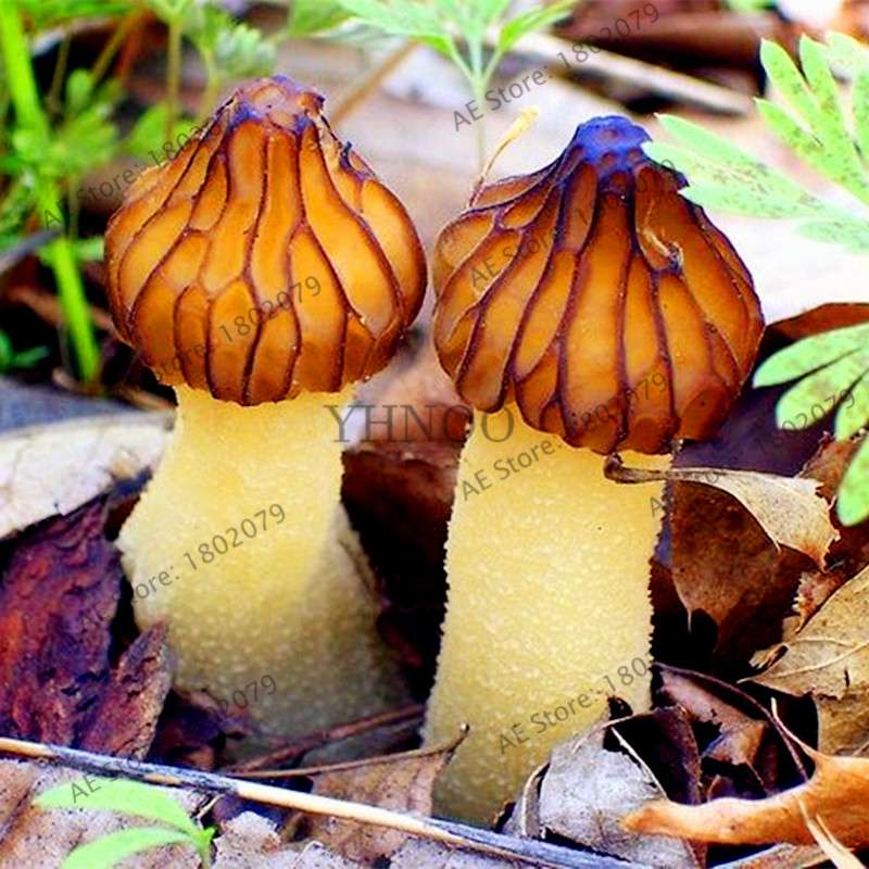 Edible Mushroom Seeds for Planting - Organic Healthy Succulent Vegetable Seeds for Happy Farm & Home Garden