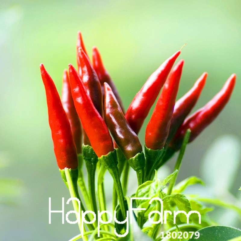 Organic Red Pepper Seeds - Non-GMO, for Home Garden & Courtyard Planting