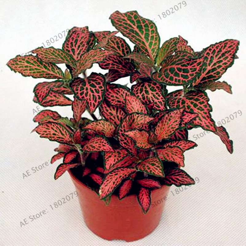 Fittonia Verschaffeltii Seeds - Indoor Bonsai Plant for Home, Office & Garden Decor - Easy to Grow
