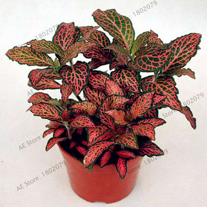 Fittonia Verschaffeltii Seeds - Indoor Bonsai Plant for Home, Office & Garden Decor - Easy to Grow