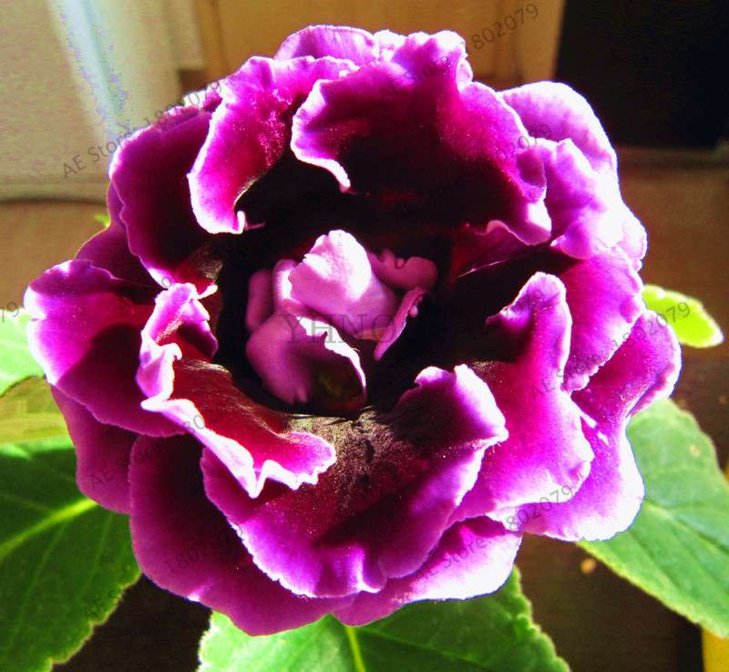 Climbing Gloxinia Seeds - Perennial Sinningia Speciosa Bonsai Flowers for Balcony & Garden Planting