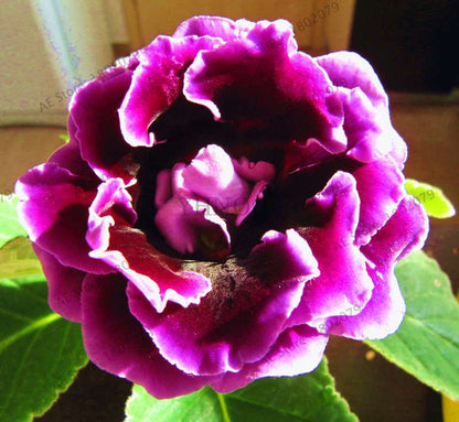 Climbing Gloxinia Seeds - Perennial Sinningia Speciosa Bonsai Flowers for Balcony & Garden Planting