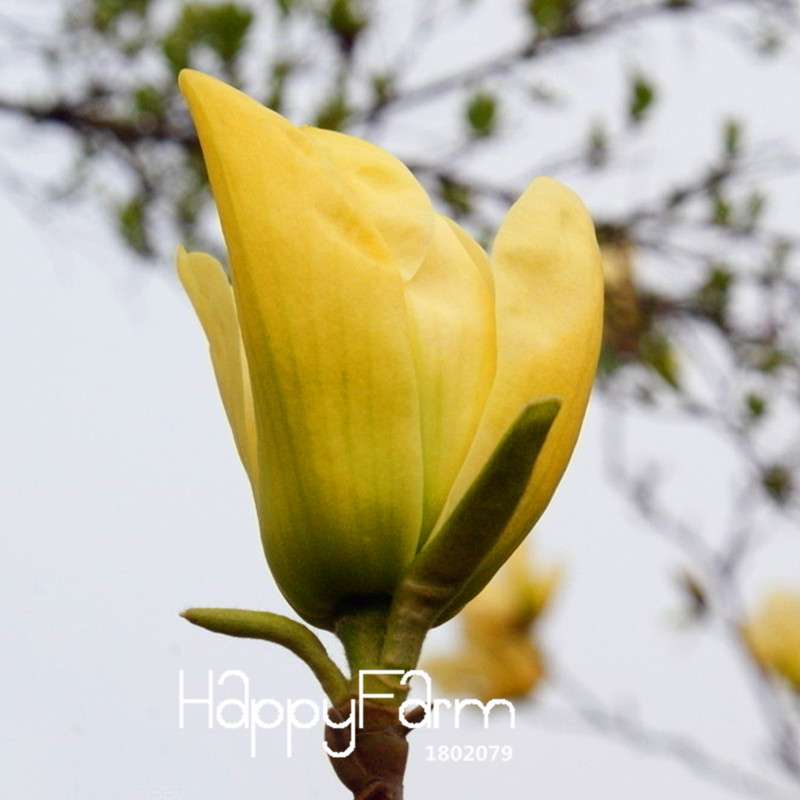 Magnolia Bonsai Tree Seeds - Best-Selling Perennial Flower Seeds, Multicolor for Garden