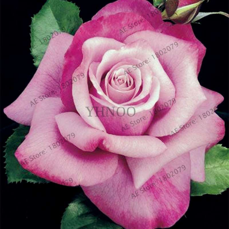 Rare Mixed Color Rose Seeds - Rainbow, Black, Blue - Bonsai Flower Seeds for Home Garden Planting