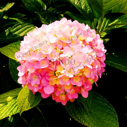 Hydrangea Seeds - Perennial Flowers for Wedding, Party, Home & Garden | Easy Grow Beautiful Blooms