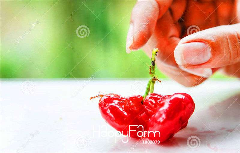 Rare Rose Apple Seeds for Planting - Easy Grow, Home Garden Fruit Seeds
