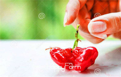 Rare Rose Apple Seeds for Planting - Easy Grow, Home Garden Fruit Seeds