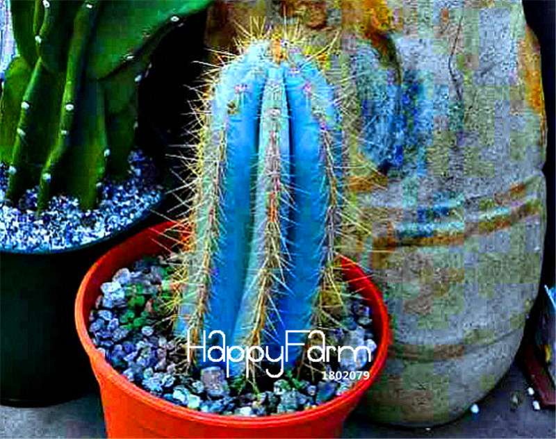 Blue Torch Cactus Seeds - Grow Exotic Bonsai Plants for Home & Garden | DIY Planting Kit