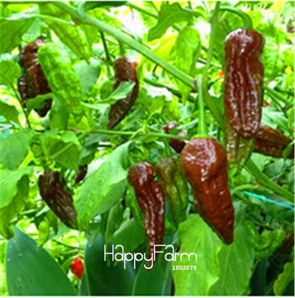 16 Hot Chili Pepper Varieties, Non-GMO Vegetable Seeds for Home Garden & Happy Farm