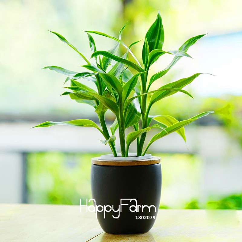 6 Types Lucky Bamboo Seeds - 95% Germination, Dracaena Variety for Home & Garden