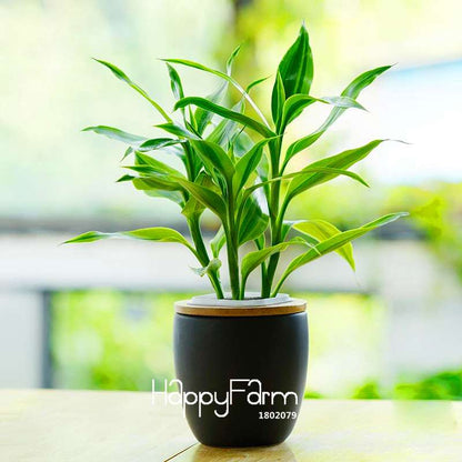 6 Types Lucky Bamboo Seeds - 95% Germination, Dracaena Variety for Home & Garden