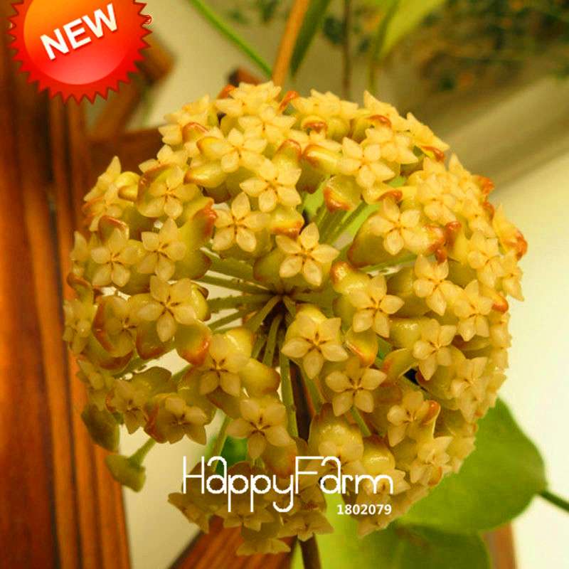 Hoya Seeds for Planting - DIY Home Garden, Potted Flowers, Bonsai & Orchid Seeds - Indoor/Outdoor
