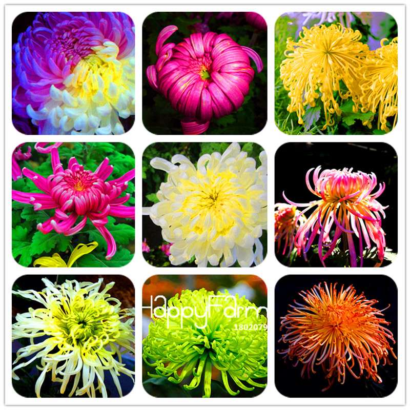 Fragrant Chrysanthemum Seeds - Colorful Bonsai Flower Seeds for Home Garden Planting