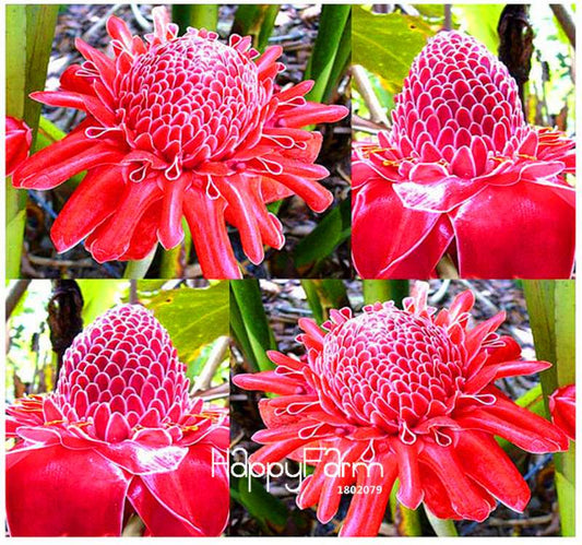 RED Torch Ginger Seeds - Exotic Edible Flower & Stunning Houseplant - Etlingera elatior - USA Grown