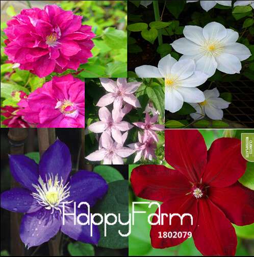 Buy Vine Clematis Seeds - Potted Garden Flowers for Home & Outdoor Planting | Fast Shipping