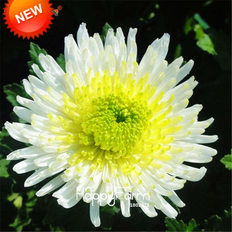 Orange Chrysanthemum Fireworks Flower Seeds - Bonsai Balcony Garden, Fast Shipping USA
