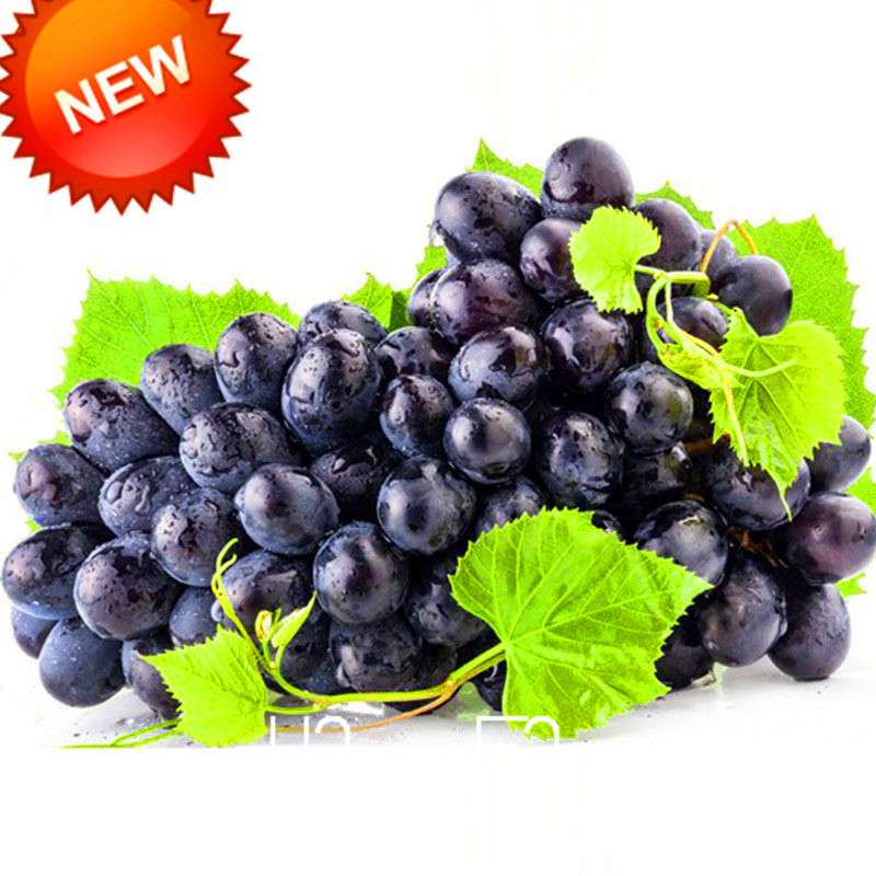Seedless Black Grape Seeds - Natural Kyoho Fruit Plants for Home Gardening, High Yield
