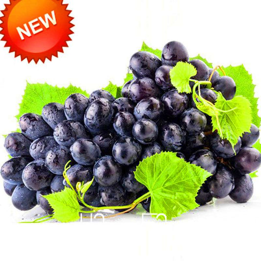 Seedless Black Grape Seeds - Natural Kyoho Fruit Plants for Home Gardening, High Yield