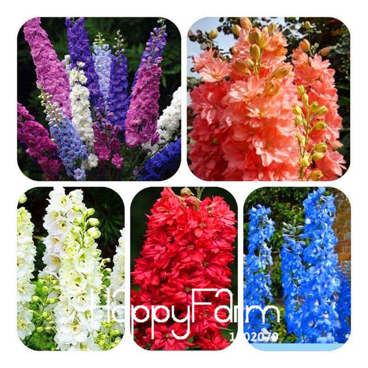 Bonsai Seeds - Forking Larkspur Salmon (Delphinium Consolida) | Organic Garden Flowers for Home Decor