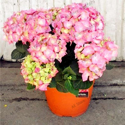 Hydrangea Bonsai Seeds - Perennial Wedding Flowers for Home & Garden - Easy to Grow