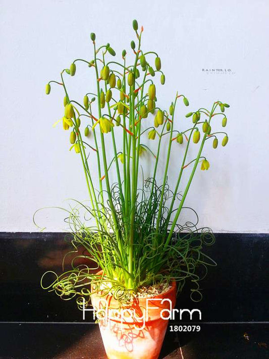 Trachyandra Revoluta Seeds - Exotic Thin-Leaf Potted Plants for Home & Garden | Fast US Shipping