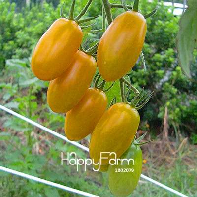 Giant Tomato Seeds for Home Garden - Sweet Pumpkin Tomato, Balcony & Container Planting