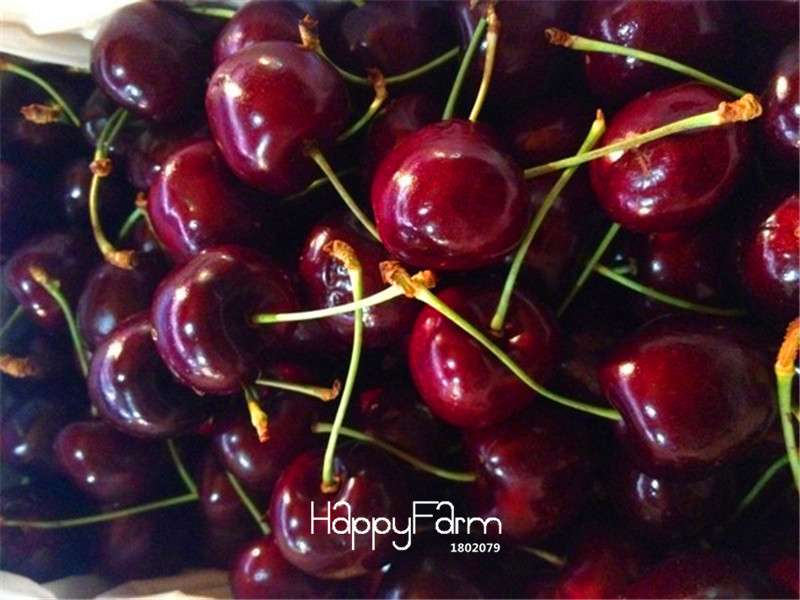 Dwarf Cherry Tree Seeds - Sweet Fruit Seeds for Home Garden, Fast US Shipping