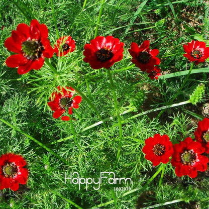 Red Kalanchoe Seeds - Longevity Flower, Easy-Grow Potted Plants for All Seasons | USA Shipping