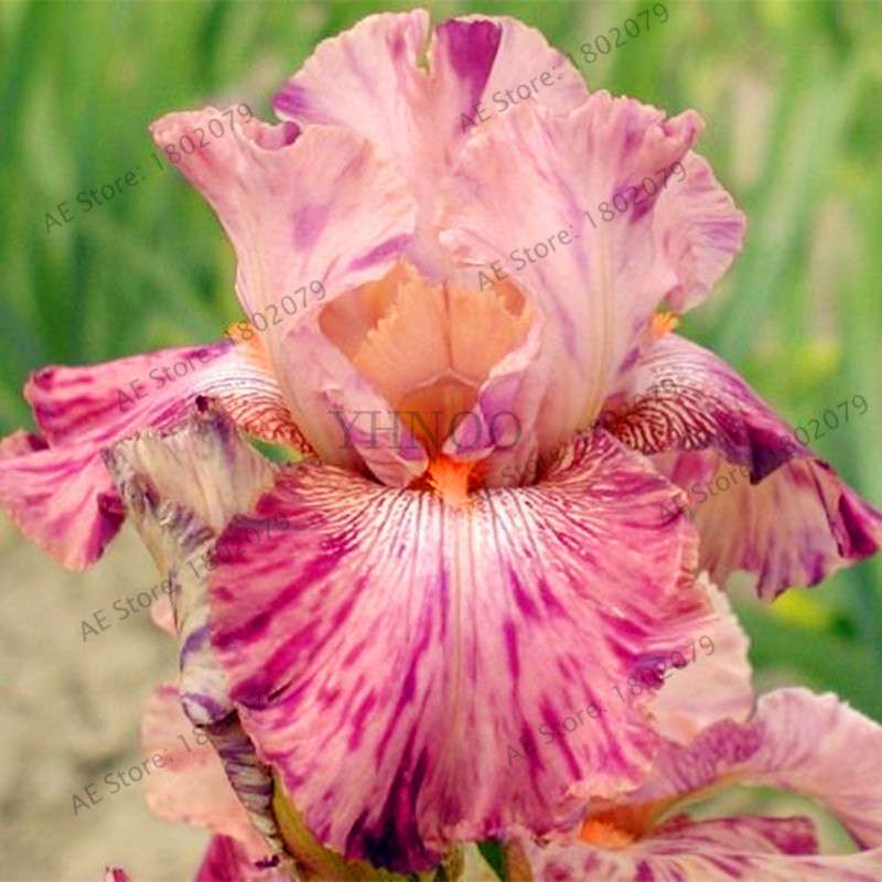 Mixed Color Bearded Iris Seeds - Rare Orchid-Like Flowers for Garden Planting, DIY Home Gardening