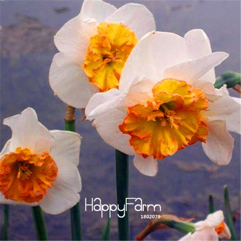 Double Petal Pink Daffodil Bonsai Seeds - Aquatic Plant Seeds for Home Garden