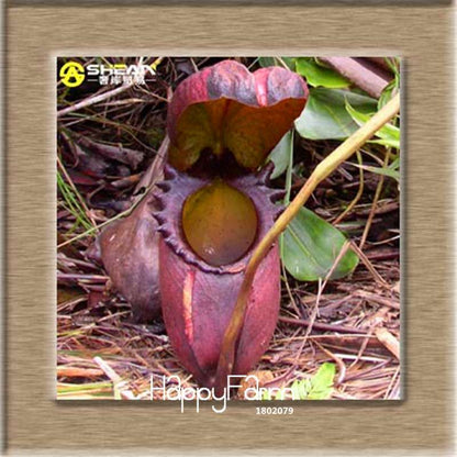 Nepenthes Seeds - Carnivorous Bonsai Plants for Balcony, Potted, Home Garden (11 Varieties)