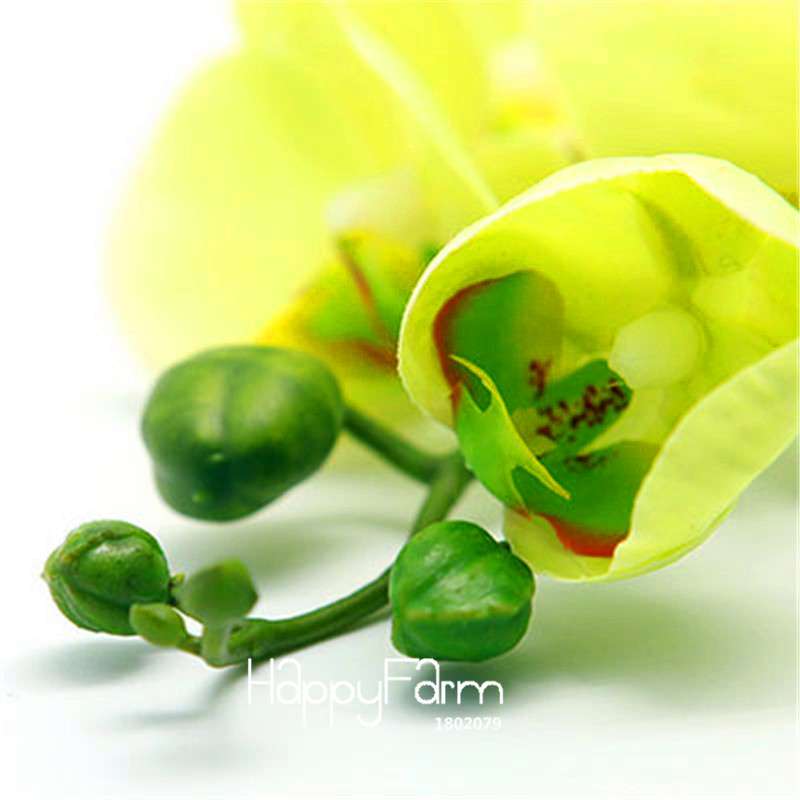Phalaenopsis Orchid Seeds - 9 Stunning Varieties, Perennial Potted Flowers for Home & Garden