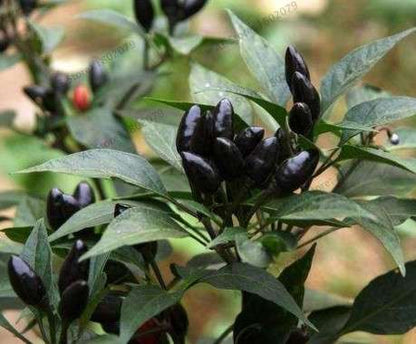 Giant Spicy Red Chili Pepper Seeds - Hot Heirloom Plants for Garden, Pots & Balcony - Non-GMO Bonsai Seeds