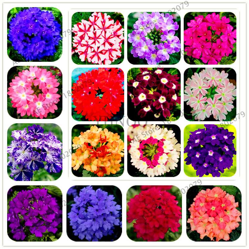 Mixed Color Verbena Hybrida Seeds - Easy to Grow Bonsai Flowers for Home & Garden Planting