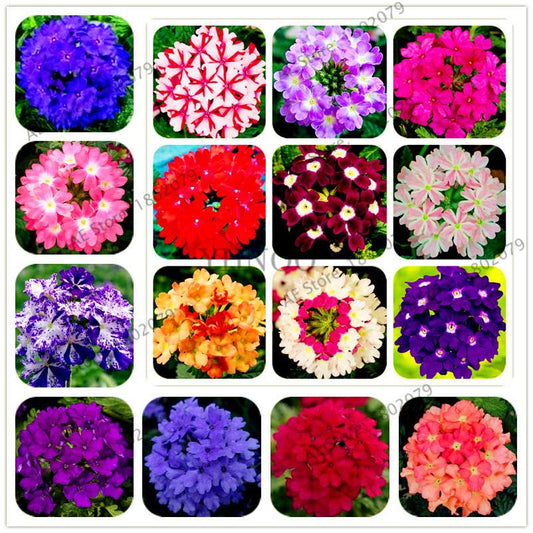 Mixed Color Verbena Hybrida Seeds - Easy to Grow Bonsai Flowers for Home & Garden Planting