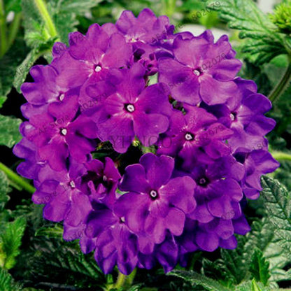 Mixed Color Verbena Hybrida Seeds - Easy to Grow Bonsai Flowers for Home & Garden Planting