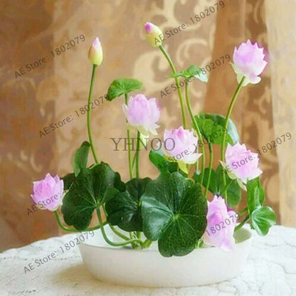Lotus Seeds for Planting - Beautiful Water Lily Aquatic Plants for Home Garden Ponds