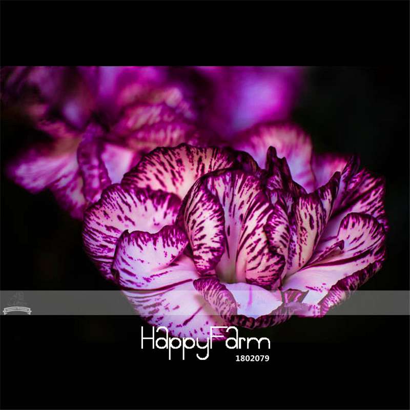 Carnation Seeds - 23 Rare Colors Including Black, Blue & Purple | Dianthus Caryophyllus Pack