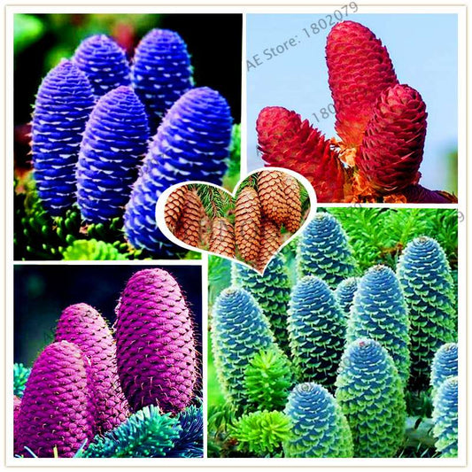 Korean Fir Seeds (Abies koreana) - Year-Round Bonsai Tree Planting, DIY Home Garden Decor & Landscaping