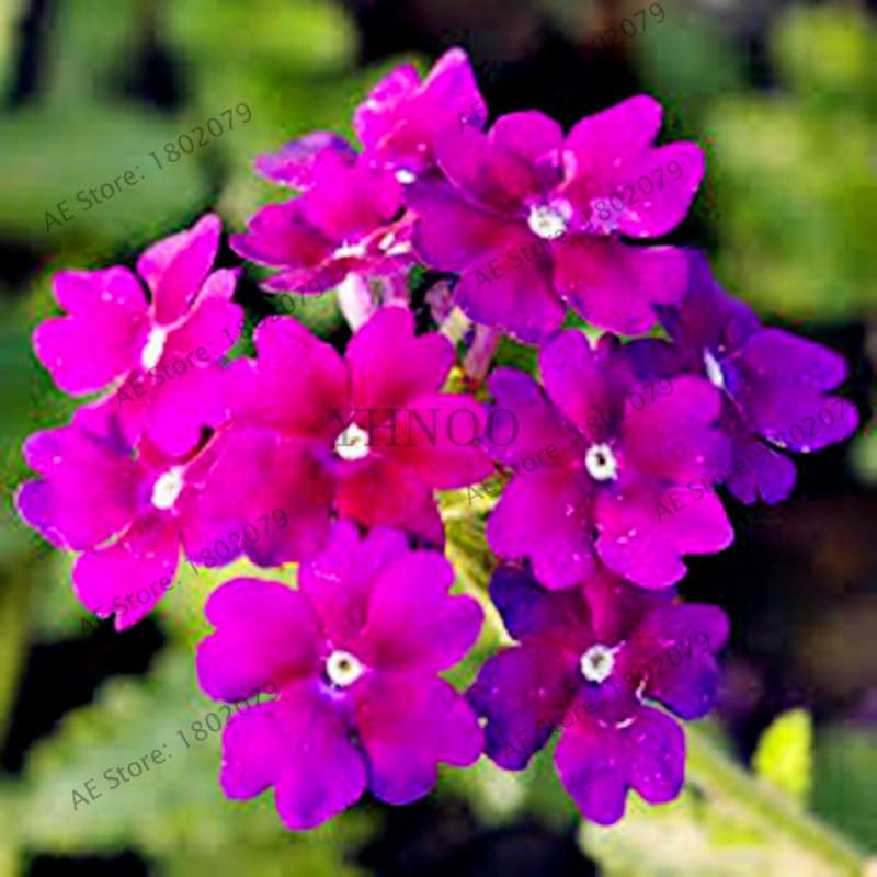Mixed Color Verbena Hybrida Seeds - Easy to Grow Bonsai Flowers for Home & Garden Planting