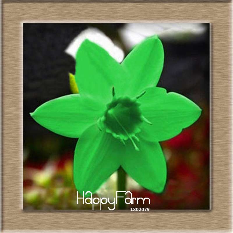 Daffodil Seeds (Narcissus Tazetta) - Indoor Flowering Bulbs for Home & Office, Easy to Grow