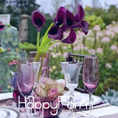 Black Calla Lily Seeds - Red Edge, Potted Bonsai, Patio & Balcony Planting, Fresh Flower Seeds for Home Garden