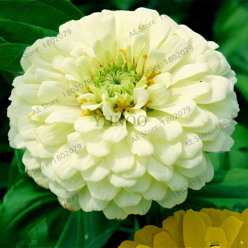 Buy Calendula Seeds - Premium Garden & Bonsai Flower Seeds for Indoor Planting, Big Sale!