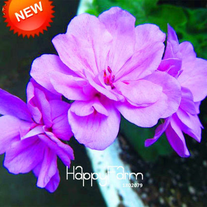 Purple Geranium Seeds Pack - Perennial Pelargonium Peltatum Flowers for Indoor & Outdoor Planting