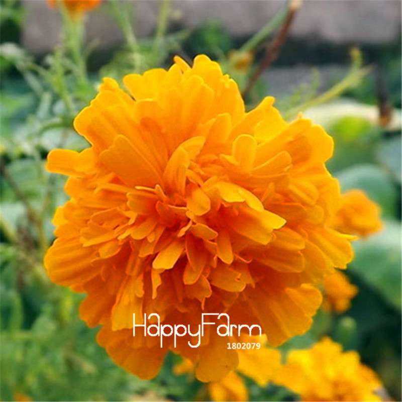 Black Carnation Flower Seeds - Rare Dianthus Bonsai Plants for Home Garden, Unique & Exotic Blooms