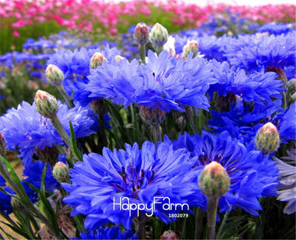 Blue Cornflower Seeds - Easy-Grow Bonsai Flower Seeds for Home Garden Planting
