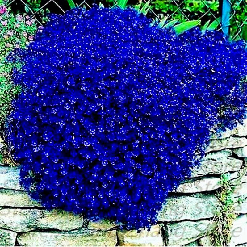 Rare Rock Cress & Creeping Thyme Seeds - Perennial Ground Cover Flowers for Home Garden | Fast-Growing Climbing Plants