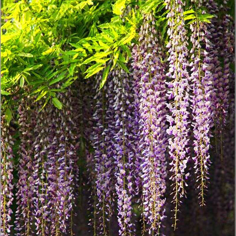Rare Red Wisteria Seeds - Bonsai Tree Kit for Indoor Home Decor | Easy-Grow Mini Bonsai Plants