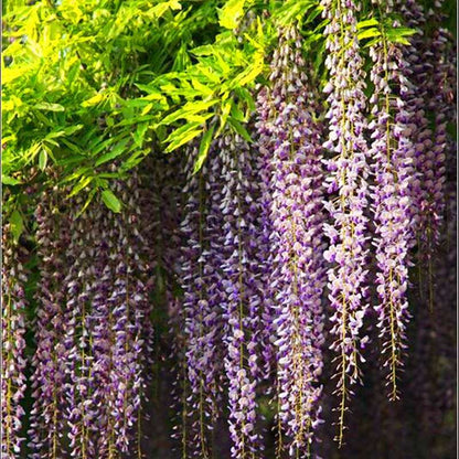 Rare Red Wisteria Seeds - Bonsai Tree Kit for Indoor Home Decor | Easy-Grow Mini Bonsai Plants