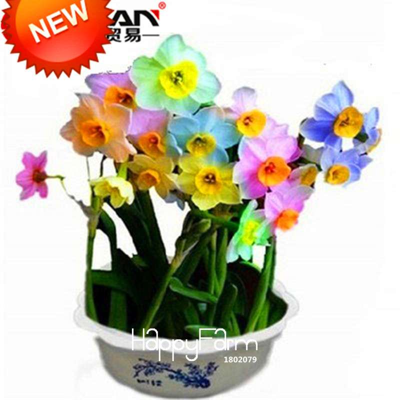 Rare Rainbow Daffodil Seeds - Vibrant Potted Flowering Plants, Easy to Grow, Perfect for Home Gardens